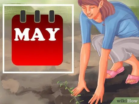 Выращивать оливки Шаг 6