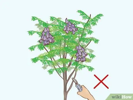 Вырастить дерево жакаранда Шаг 10