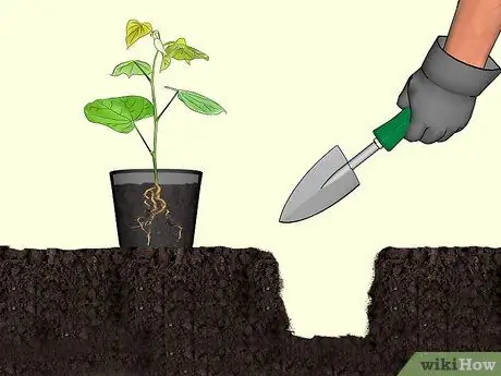 Посадить красные бутоны, шаг 4 Посадить красные бутоны, шаг 4