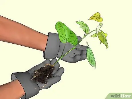 Посадить красные бутоны, шаг 5 Посадить красные бутоны, шаг 5