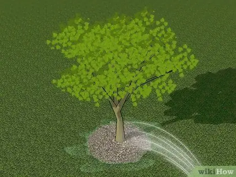 Посадить деревья Redbud Шаг 9 Посадить деревья Redbud Шаг 9