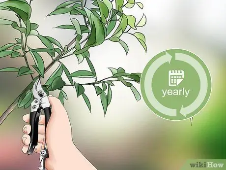Позаботьтесь о дереве Шаг 10