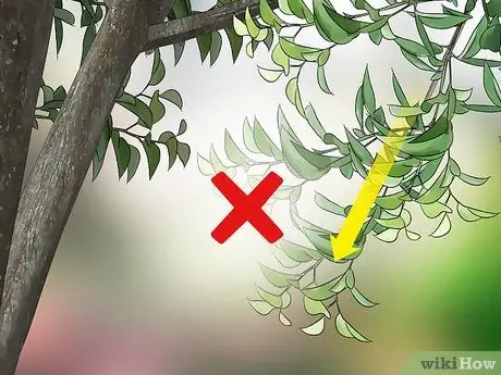Позаботьтесь о дереве Шаг 13