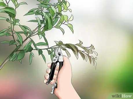 Позаботьтесь о дереве Шаг 8