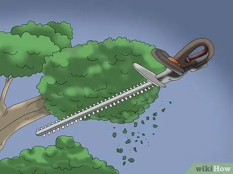 Обрезка можжевельника, шаг 2