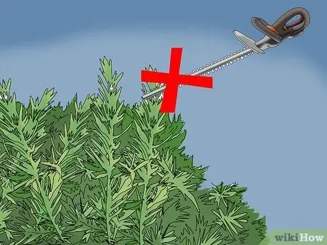 Обрезка можжевельника Шаг 3