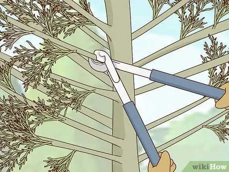 Чернослив Arborvitae Step 12 Чернослив Arborvitae Step 12