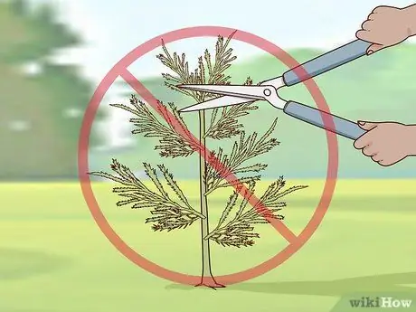 Чернослив Arborvitae Step 4 Чернослив Arborvitae Step 4