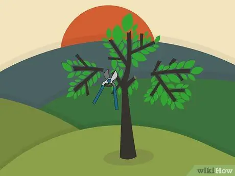 Prune Walnut Trees Step 02
