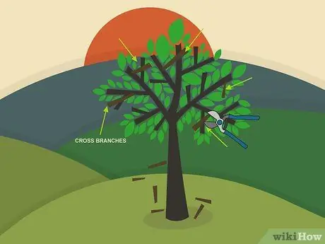 Prune Walnut Trees Step 05