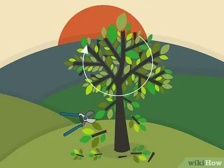 Prune Walnut Trees Step 08