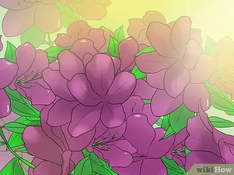 Черносливная азалия Шаг 4 Черносливная азалия Шаг 4
