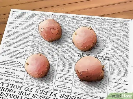 Выращивание красного картофеля, шаг 1