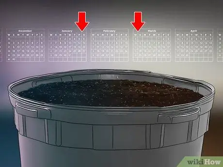 Выращивать красный картофель Шаг 10