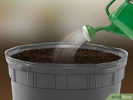Выращивать красный картофель Шаг 15