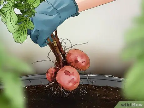 Выращивать красный картофель, шаг 19
