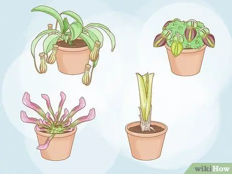 Выращивание кувшинных растений, шаг 1