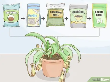 Выращивание кувшинных растений, шаг 5