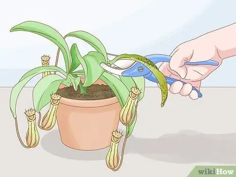 Выращивание кувшинных растений, шаг 9