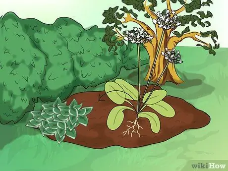 Сделать болотный сад Шаг 6 Пуля 2