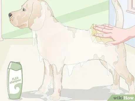 Убить блошиные яйца, шаг 10