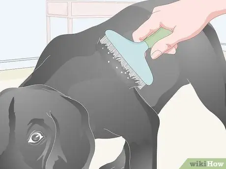 Убить блошиных яиц, шаг 11