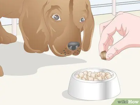 Убить блошиных яиц, шаг 12