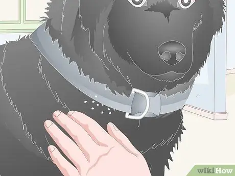 Убить блошиных яиц, шаг 3