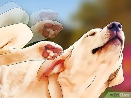 Обнаружение блох Шаг 1