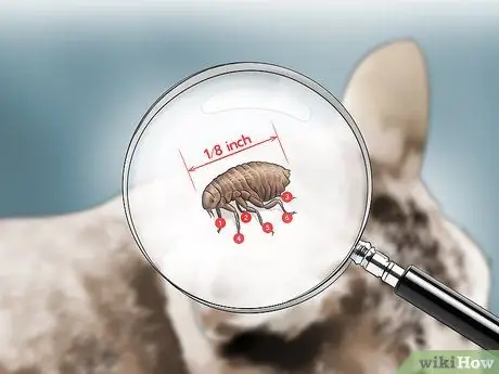 Обнаружение блох Шаг 4