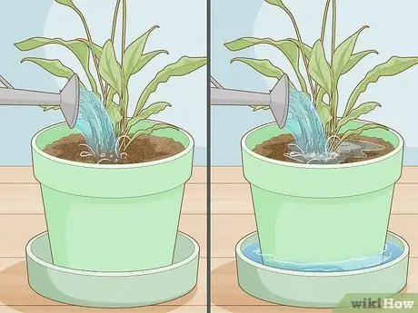 Избавьтесь от комаров в комнатных растениях Шаг 11