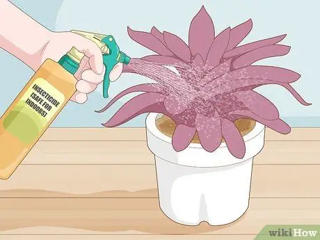 Избавьтесь от комаров в комнатных растениях Шаг 6