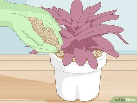 Избавьтесь от комаров в комнатных растениях Шаг 7