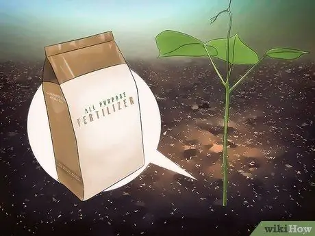 Выращивайте Jicama Шаг 10