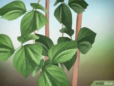 Выращивание Jicama Шаг 11