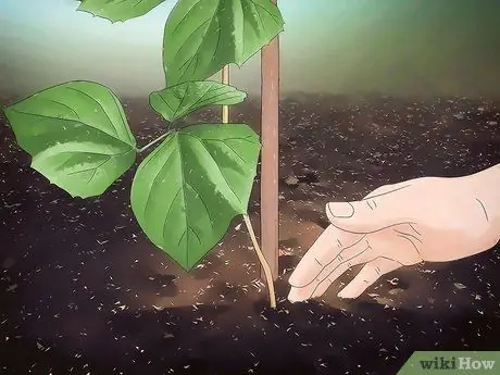 Выращивайте Jicama Шаг 12