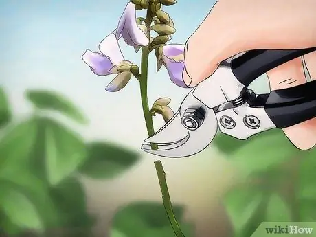 Выращивайте Jicama Шаг 13