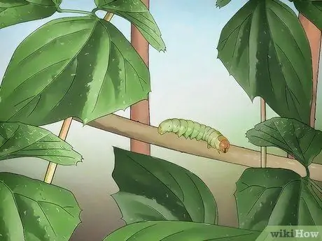 Выращивайте Jicama Шаг 14