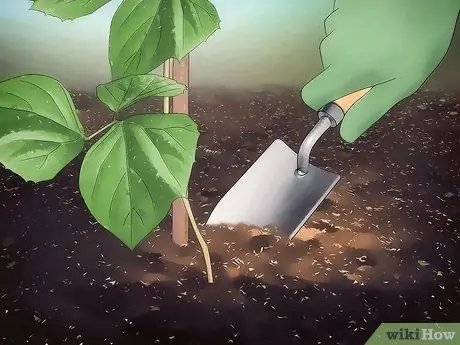 Выращивайте Jicama Шаг 15