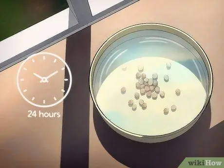 Выращивание Jicama, шаг 2