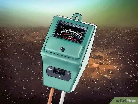 Выращивание Jicama Шаг 4