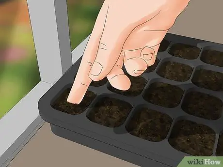 Посадить лук Шаг 3