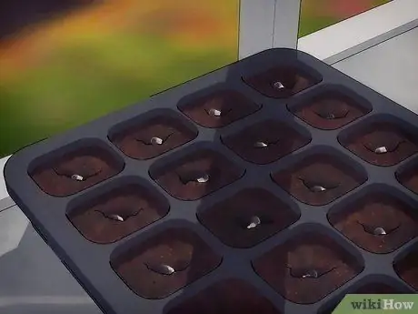 Выращивание растений из семян Шаг 5