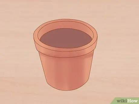 Уход за орхидеей дендробиум Шаг 1