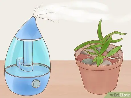 Уход за орхидеей дендробиум Шаг 10