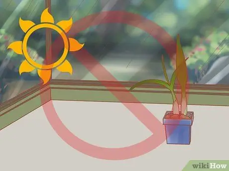 Уход за орхидеей дендробиум Шаг 11