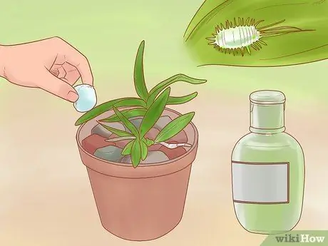 Уход за орхидеей дендробиум Шаг 12