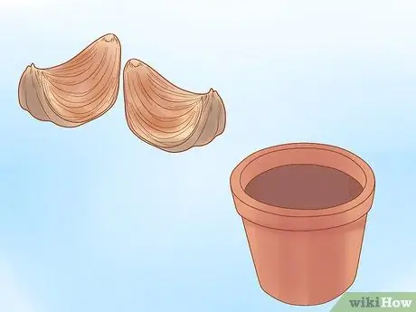 Уход за орхидеей дендробиум Шаг 2