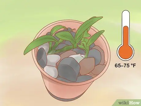 Уход за орхидеей дендробиум Шаг 3