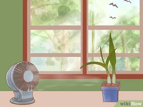 Уход за орхидеей дендробиум Шаг 4